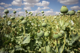 Opium plantation